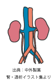 腎臓のイラスト